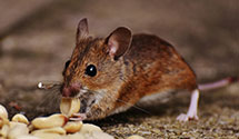 24 Hour & Emergency Exterminators in Whispering Pines, NC
